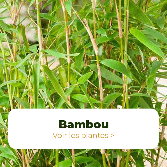 bambou