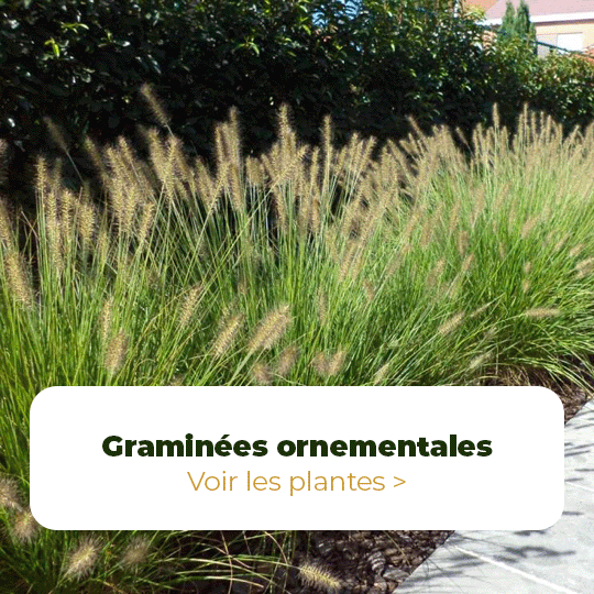 Graminées ornementales