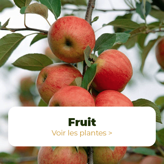 fruits