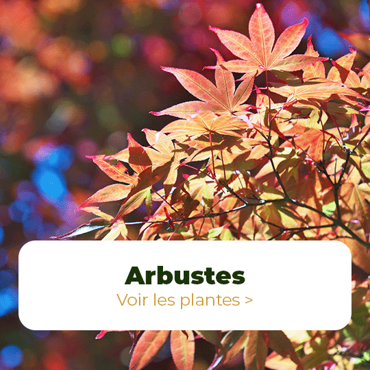 arbustes