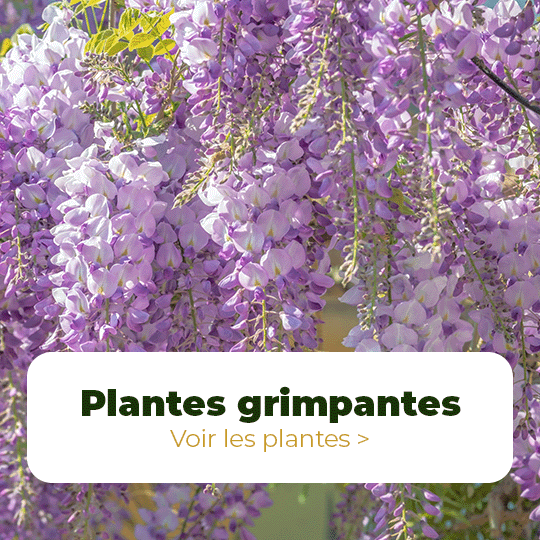 Plantes grimpantes