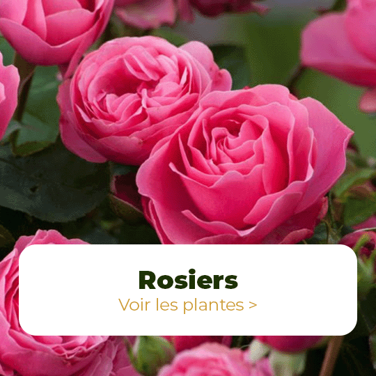 rosiers
