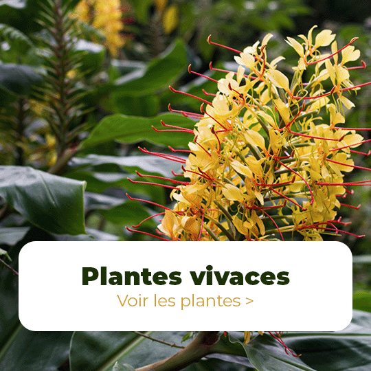 Plantes vivaces