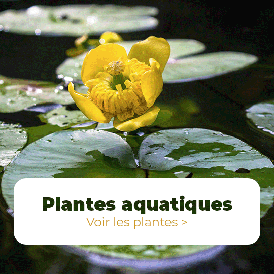 Plantes aquatiques
