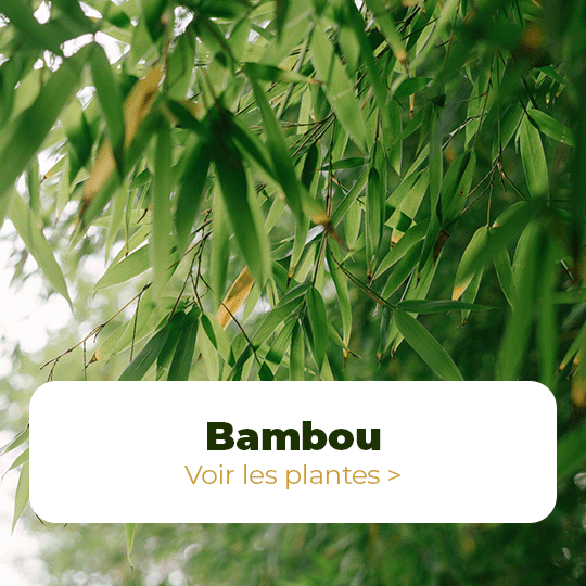 Bambou