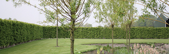 Haie prête à planter