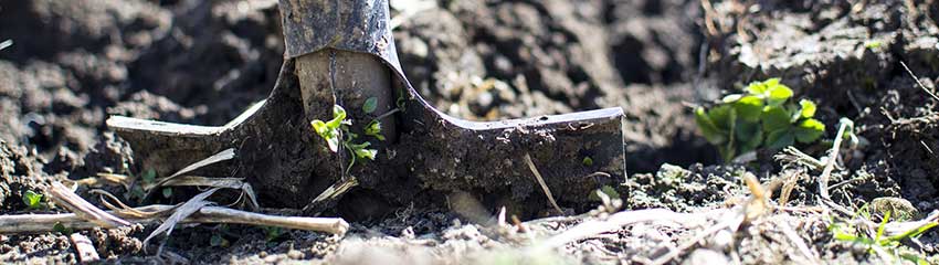 Conseils supplémentaires pour la plantation d’arbustes