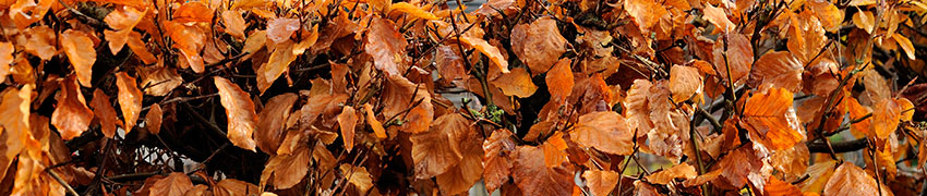 Plantes de haies en automne Plantes de haies en automne