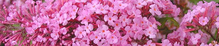 Plantes de haies persistantes commander