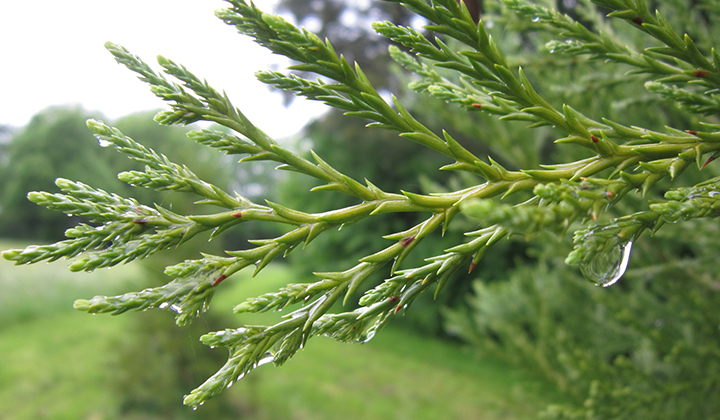 Quelle haie de Thuyas dans quel jardin