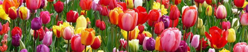Verzorging en planten van bloembollen