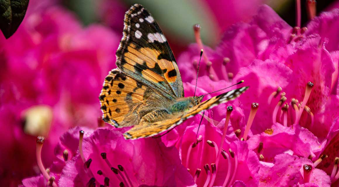 voorjaar kleur Rhododendron