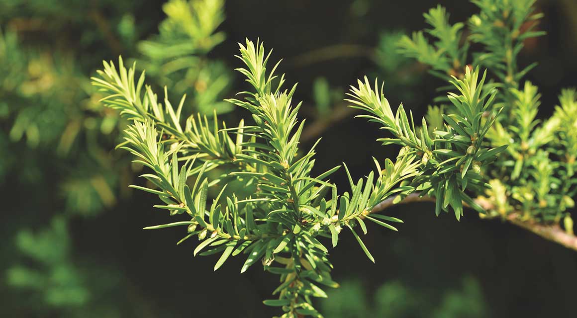 Wintergroene en winterharde haagplanten